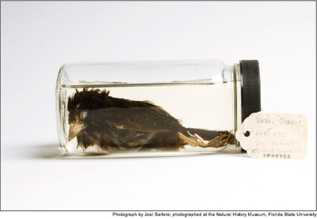 Pardal de Costa Fosca