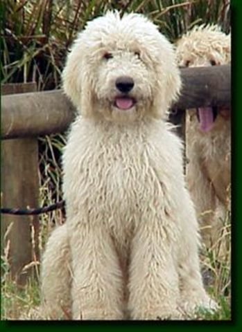 After stitches, got a scar, neighbors dog jumped on me