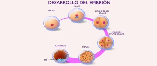 El desarrollo del bebé dentro del útero materno