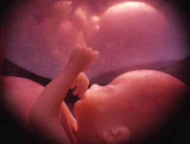 16ª semana (4º mes)