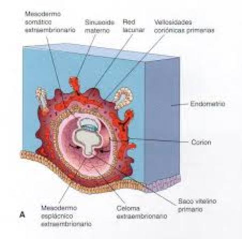 El desarrollo del bebé dentro del útero materno