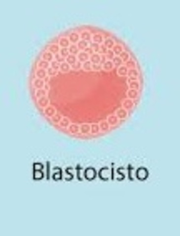 Blastocisto