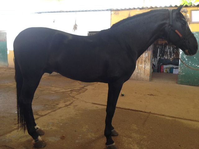 Empiezo a montar a caballo