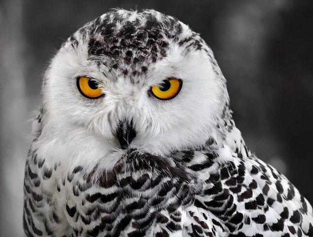 Escuela Normal Superior