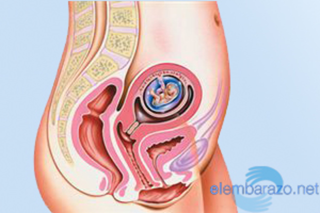 Semana 9 del embarazo