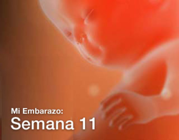 Semanas 10 y 11 del embarazo
