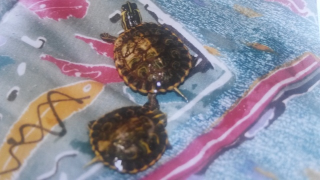 Mis primeras mascotas