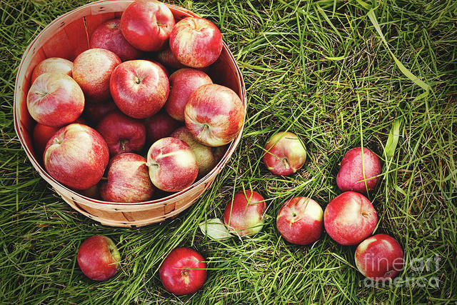 Apple picking