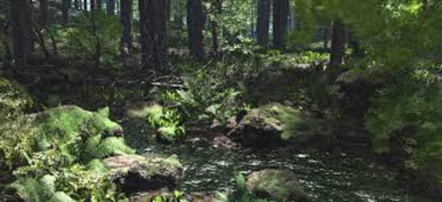 Wood you like to come play?