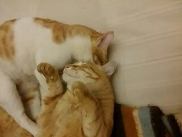 CATS, DOGS, AND MORE CATS