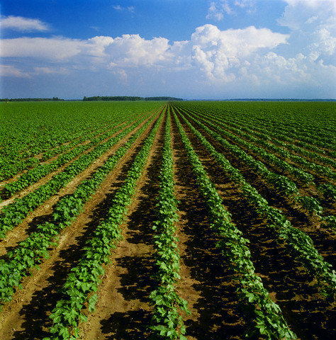 The Farming Revoloution