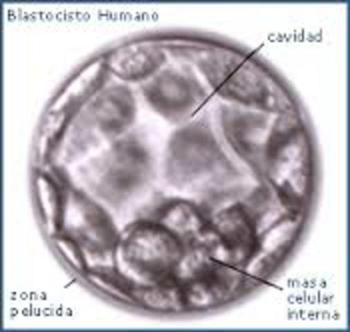 Blastocisto
