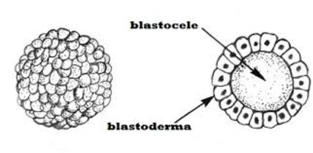 Blastocele