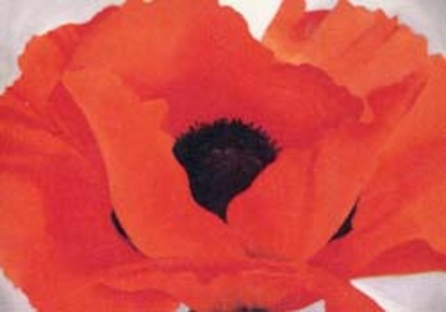 Began painting huge flowers.