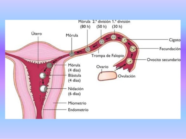 1ª semana "segmentación"