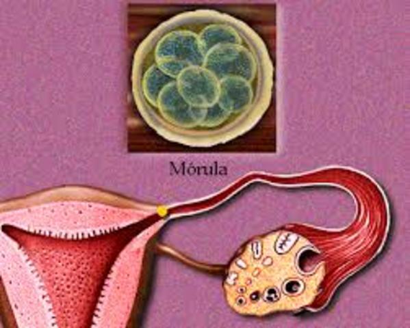 1ª semana "morúla"