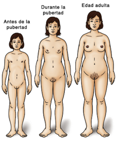 Desarrollo de la mujer
