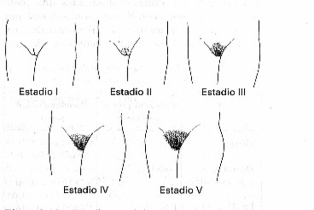 Desarrollo sexual y crecimiento del vello