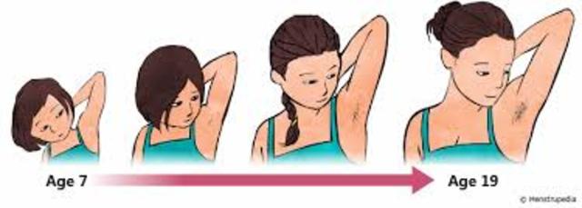 Adolescence:Biosocial