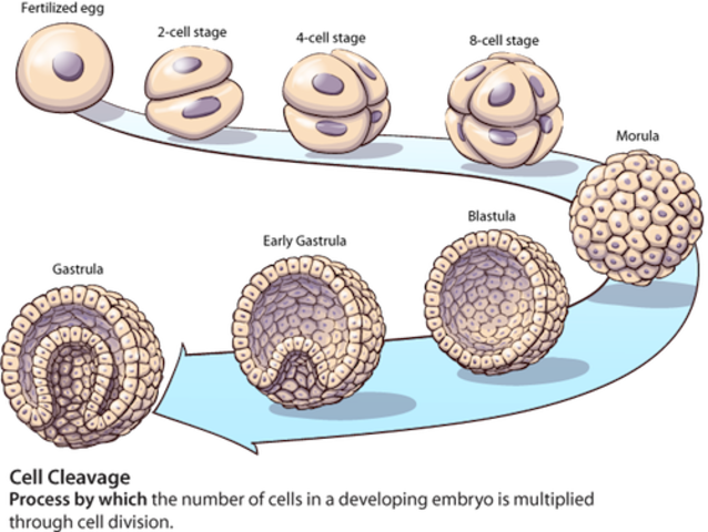 SEMANA1 LUEGO DE LA FECUANDACIÓN