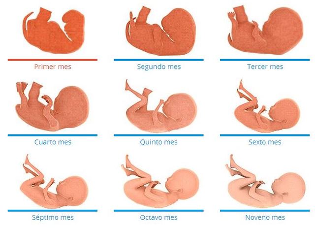 ETAPA FETAL (SEMANA 12 AL NACIMIENTO)