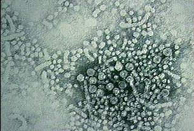 Hepatitis G was discovered