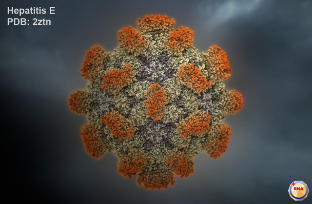 Hepatitis E was discovered