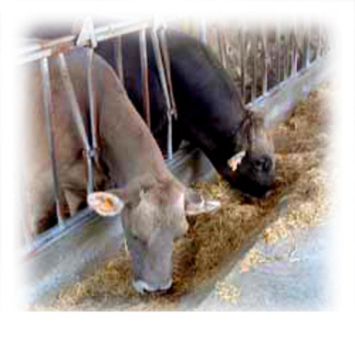 Importancia del sector ganadero