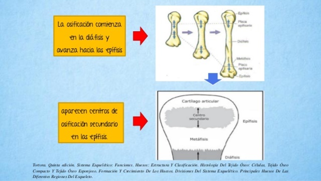 Desarrollo Oseo y muscular