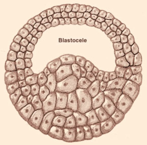 Blastocele