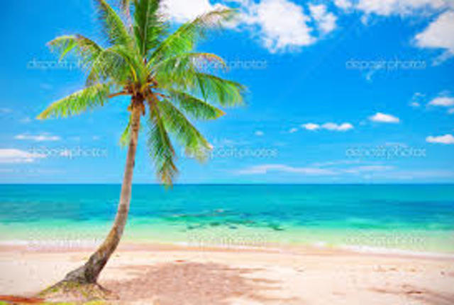 Climb the coconut tree