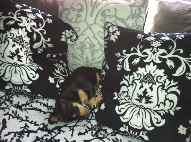 Pippa Ensconsed in Damask