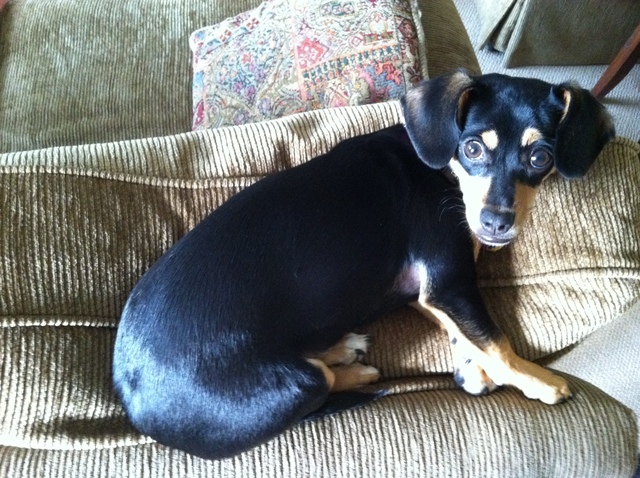 Pippa realizes she MAY BE PART CAT!!!