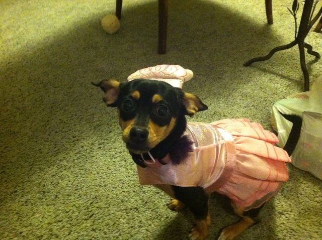 Pippa's First Halloween