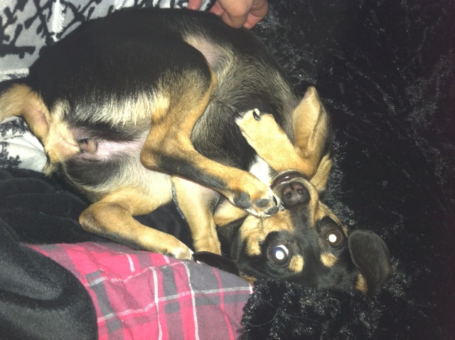 Pippy Becomes a Pretzel