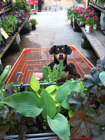 A Trip to Home Depot...with the Chiweenie