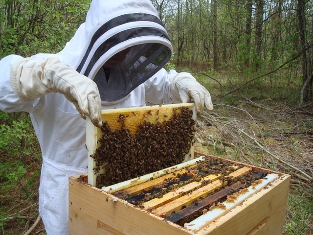 Start Beekeeping