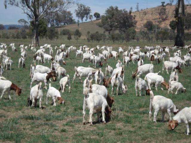 Start a Goat Herd