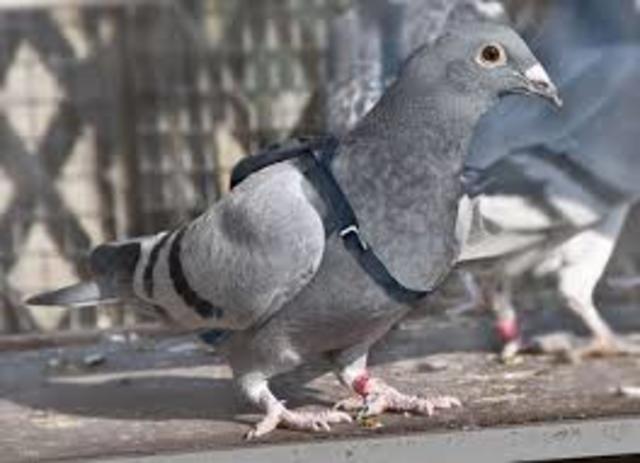pigeon voyageur