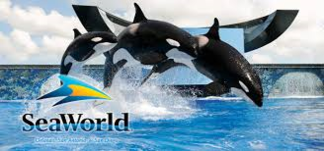 Visit seaworld Orlando.