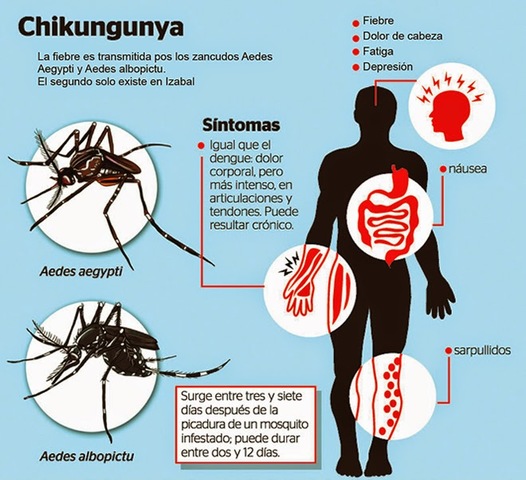 chikungunya