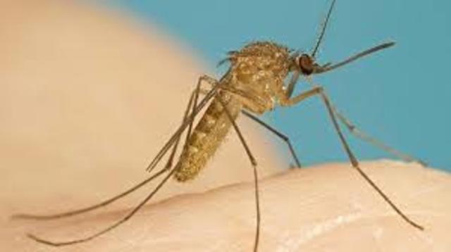2 descubrimiento del mosquito que transmite