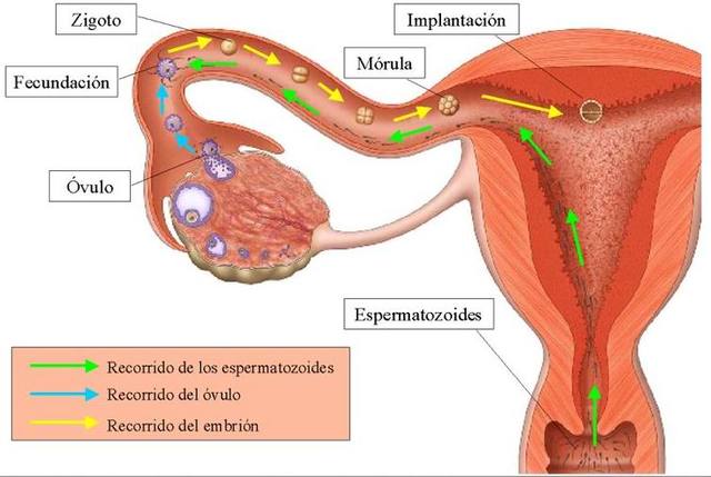 Fecundacion