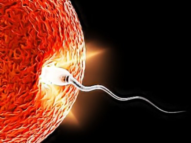 Inicio del ciclo de la vida