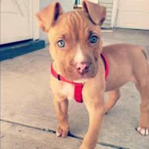 Got a red nose pitbull