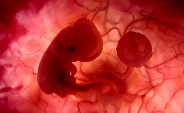 Desarrollo dentro del útero materno