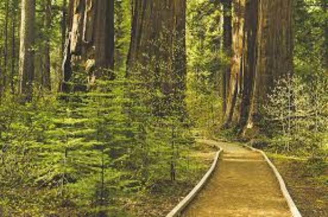 went to cavernas big tree state park