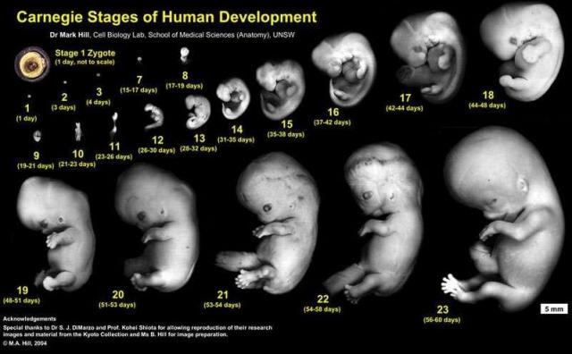 inicio del desarrollo embrionario
