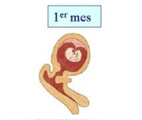 PRIMER MES. SEMANA 4