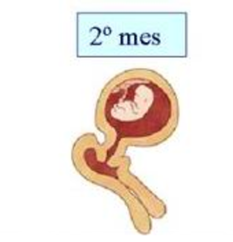 SEGUNDO MES. SEMANA 8